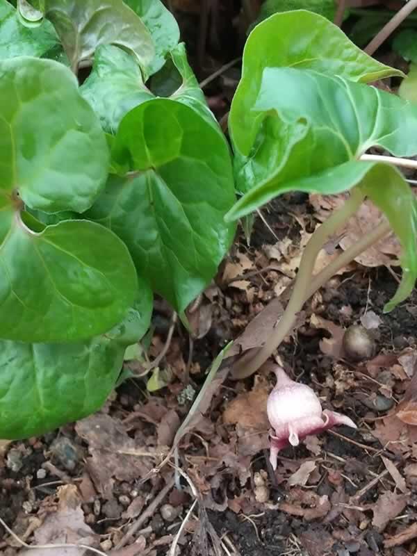 トウゴクシンサイの花